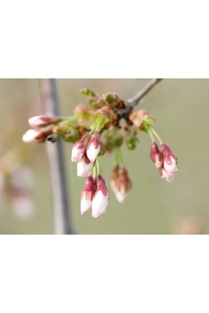 Розпускання квітів сакури Фрілі Фок